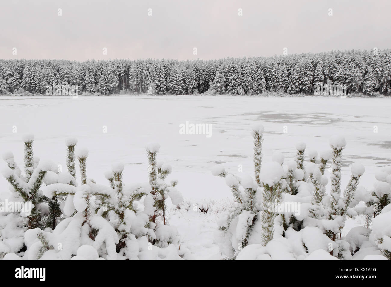Les jeunes forêts de pin et enneigées au-delà de la rivière sur une soirée d'hiver Banque D'Images Les jeunes forêts de pin et enneigées au-delà de la rivière sur une soirée d'hiver Banque D'Images