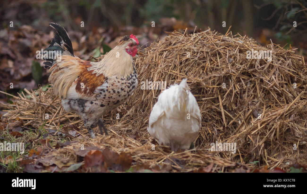 Poulets le pâturage dans le domaine agricole Banque D'Images