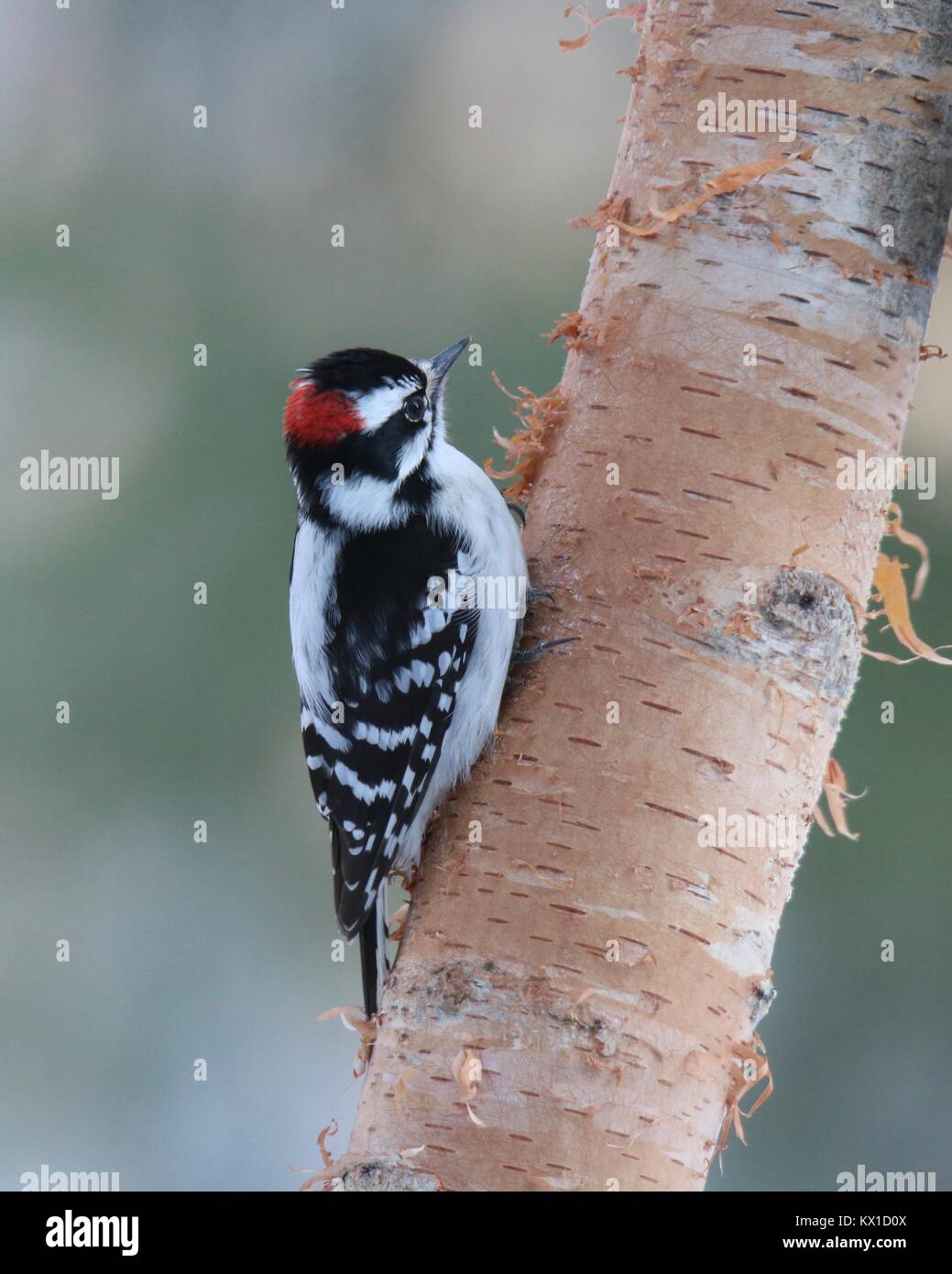 Un petit mâle pic mineur (Picoides pubescens) perché sur une branche de bouleau. Banque D'Images
