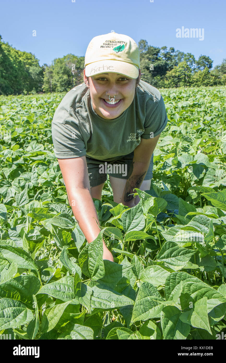 Un womanl travaillant dans une exploitation agricole qui produit des légumes pour la Coop alimentaire Worcester Banque D'Images