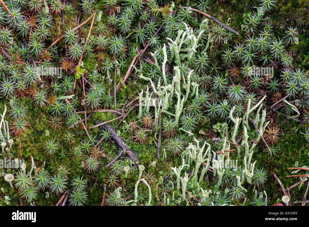 Vert mousse et lichen macro en forêt Banque D'Images