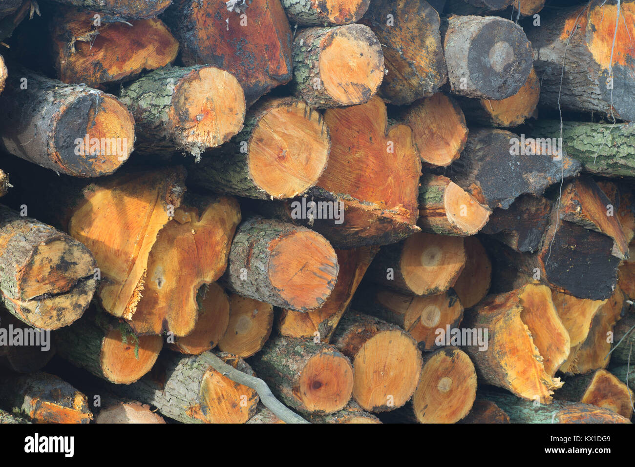 Pile de grumes d'arbres coupés en forêt Banque D'Images