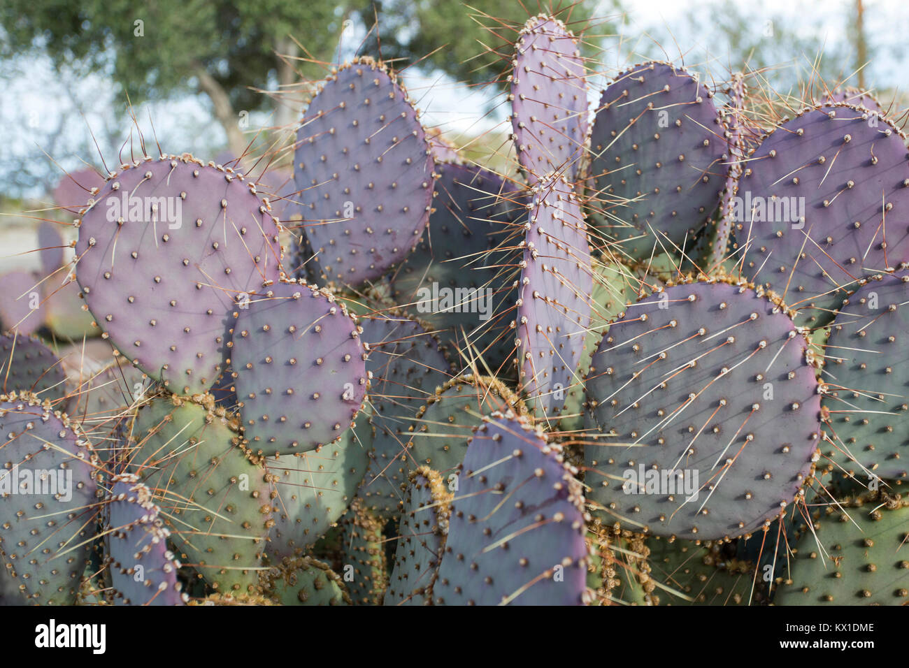 Pourpre Prickly Pear Banque D'Images