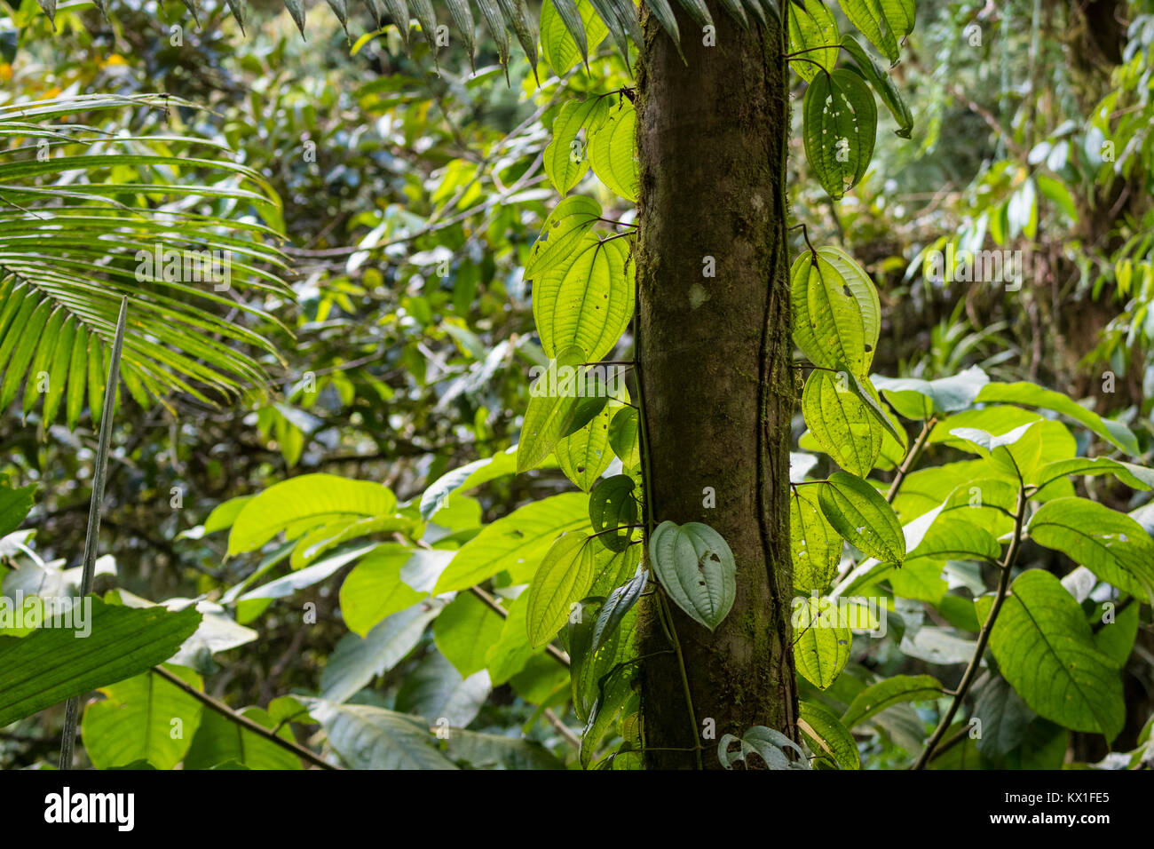 La végétation dense, rainforest, Mistico ponts suspendus d'Arenal Park, Parc National Volcan Arenal, province d'Alajuela, Costa Rica Banque D'Images