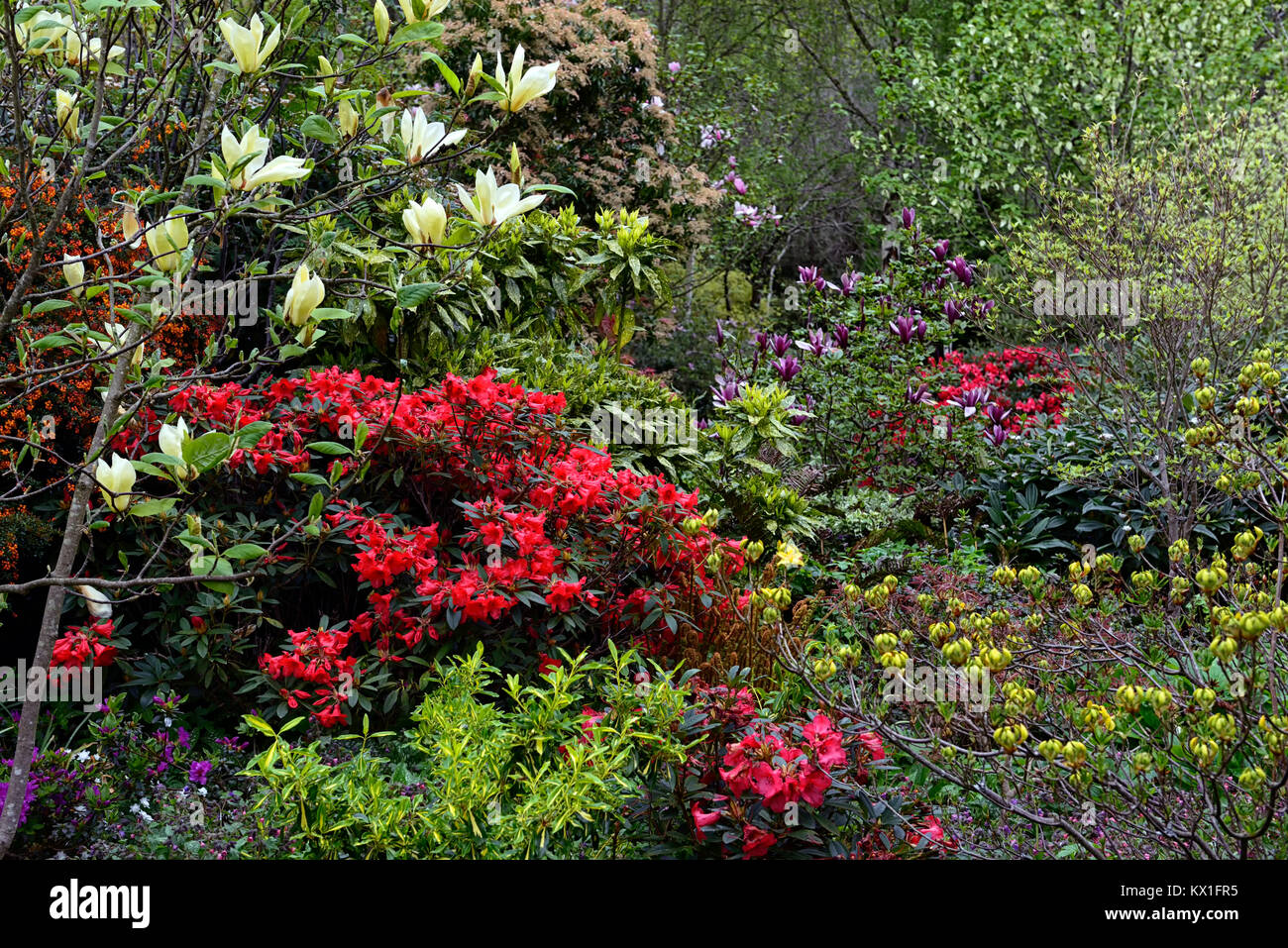 Magnolia,blanc,rouge,blanc et rouge rhododendron, violet, le rhododendron luteum,fleurs,fleurs,fleurs,arbres,arbustes,plantation,combinaison mixte printemps,jardin, Banque D'Images