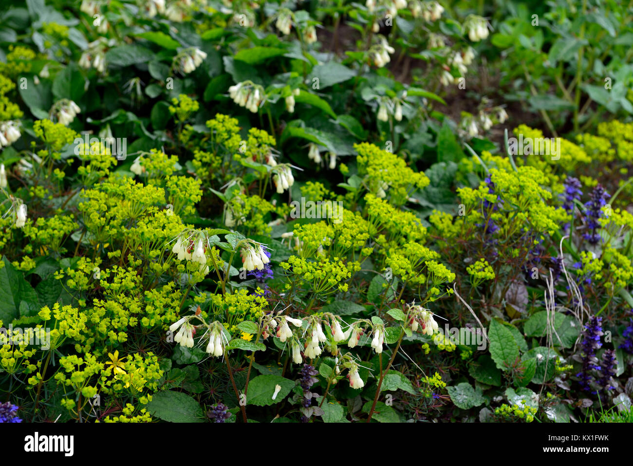 Symphytum orientale,blanc,fleurs,consoude,fleurs,plantes,herbes,euphorbia euphorbe ésule,,printemps,la floraison,fleurs,jardin,Floral RM Banque D'Images