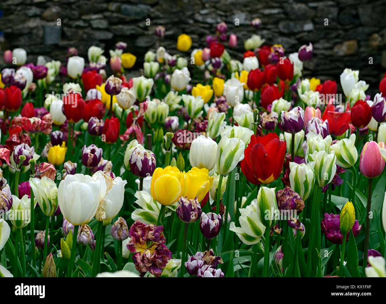 tulipa apeldoorn,apeldoorn Elite,oxford,Angels Wish,deirdre,rembrandt,mix,mixte,lit,bordure,tulipes,fleurs de tulipe,RM Floral Banque D'Images