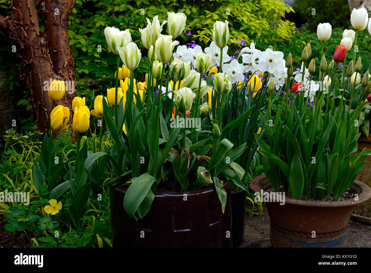 Deirdre tulipa tulipa jaune,oxford, container,pot,casseroles,tulip tulipes,vert,blanc,jaune,et,fleurs,fleurs,fleurs floral RM Banque D'Images