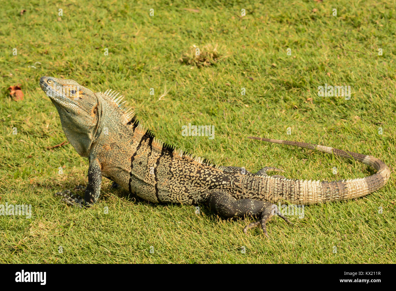 Un gros plan d'une tortue iguane dans un hôtel au Costa Rica. Banque D'Images