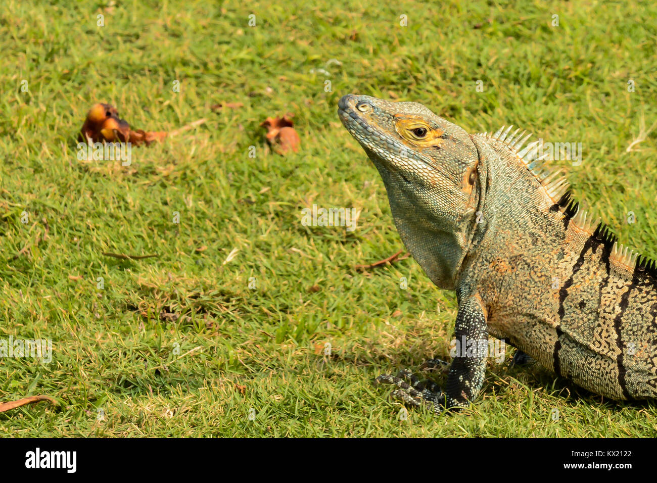 Un gros plan d'une tortue iguane dans un hôtel au Costa Rica. Banque D'Images