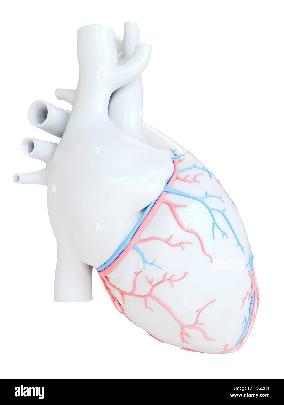 Coeur de l'homme avec les vaisseaux coronaires, illustration. Banque D'Images