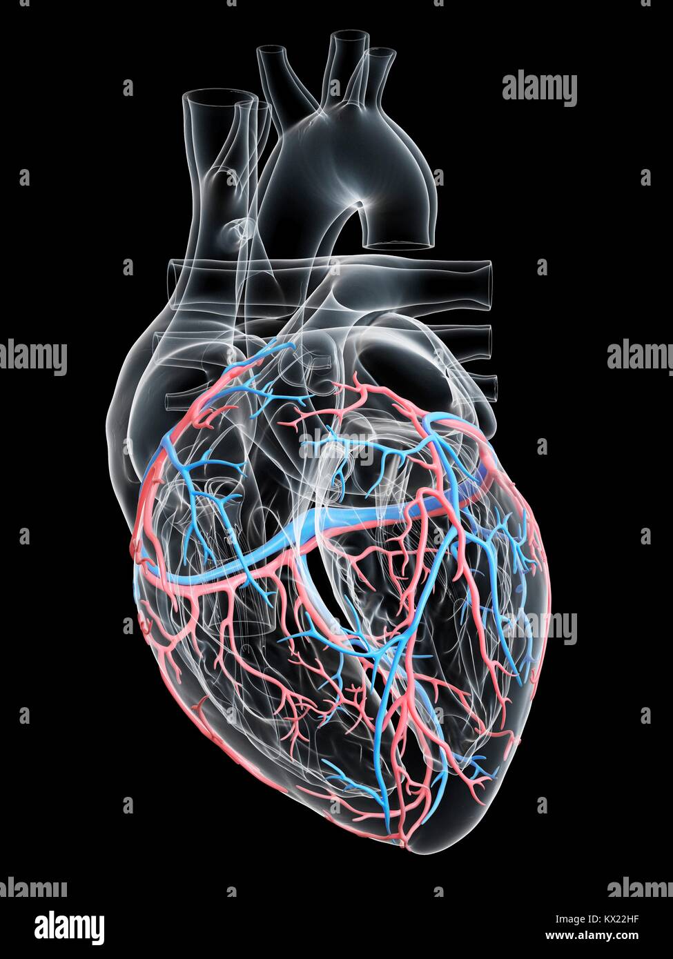 Coeur de l'homme avec les vaisseaux coronaires, illustration. Banque D'Images