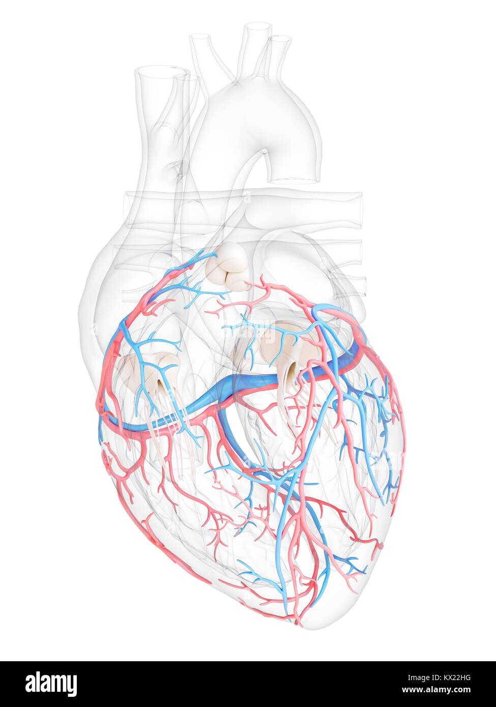 Coeur de l'homme avec les vaisseaux coronaires, illustration. Banque D'Images