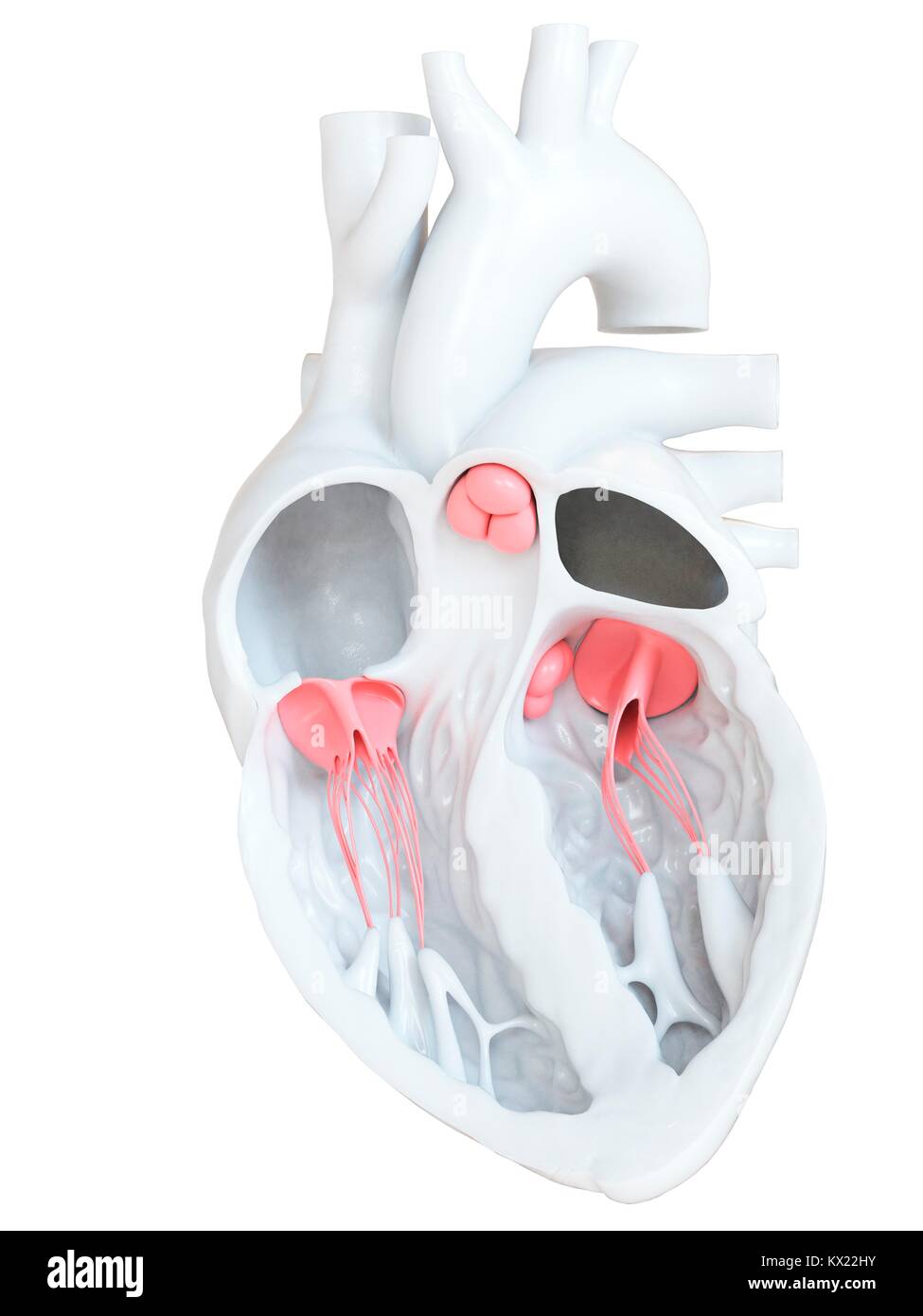 Coeur humain montrant les soupapes, la section illustration. Banque D'Images