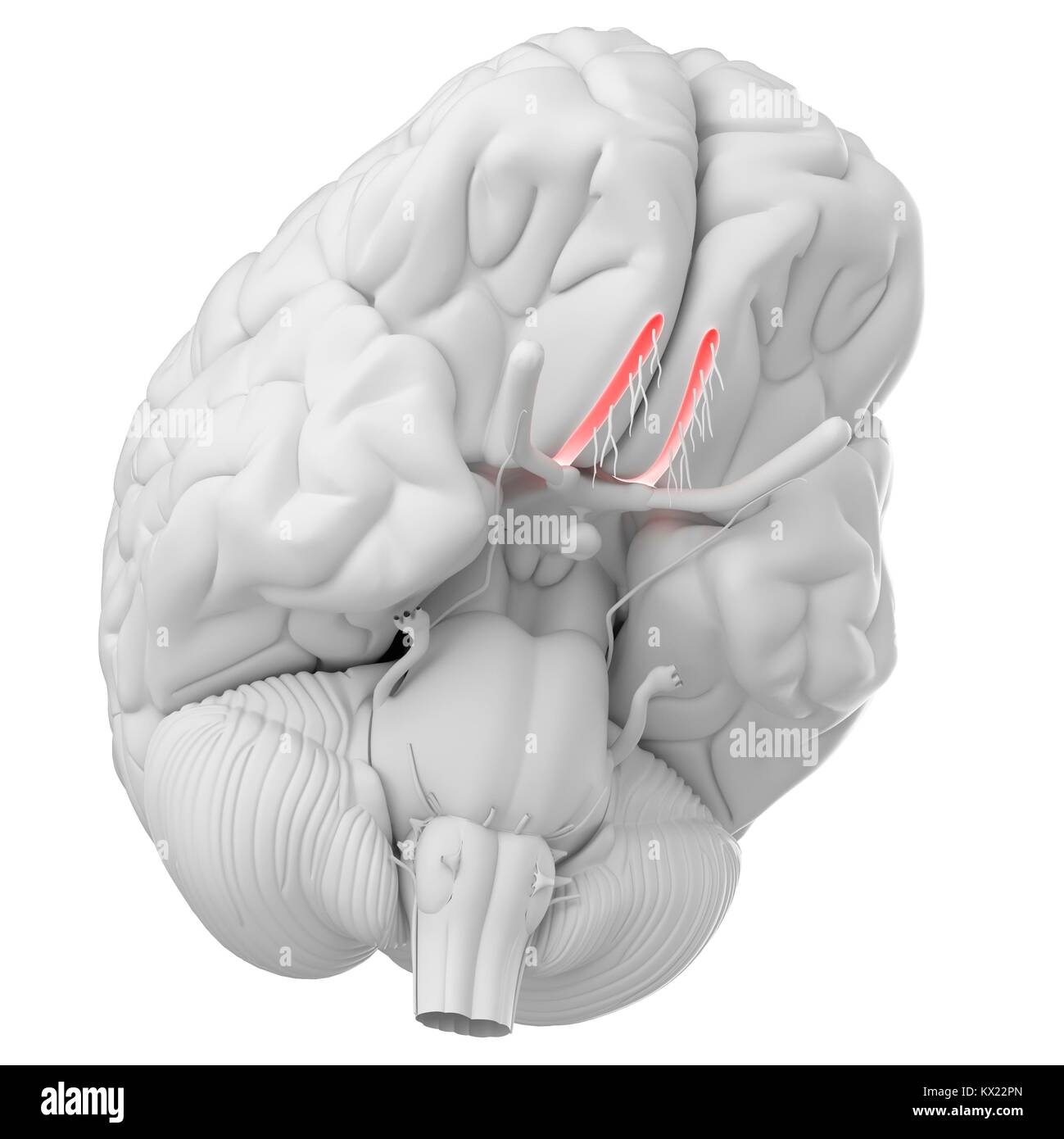 Nerf olfactif du cerveau humain, de l'illustration Photo Stock - Alamy