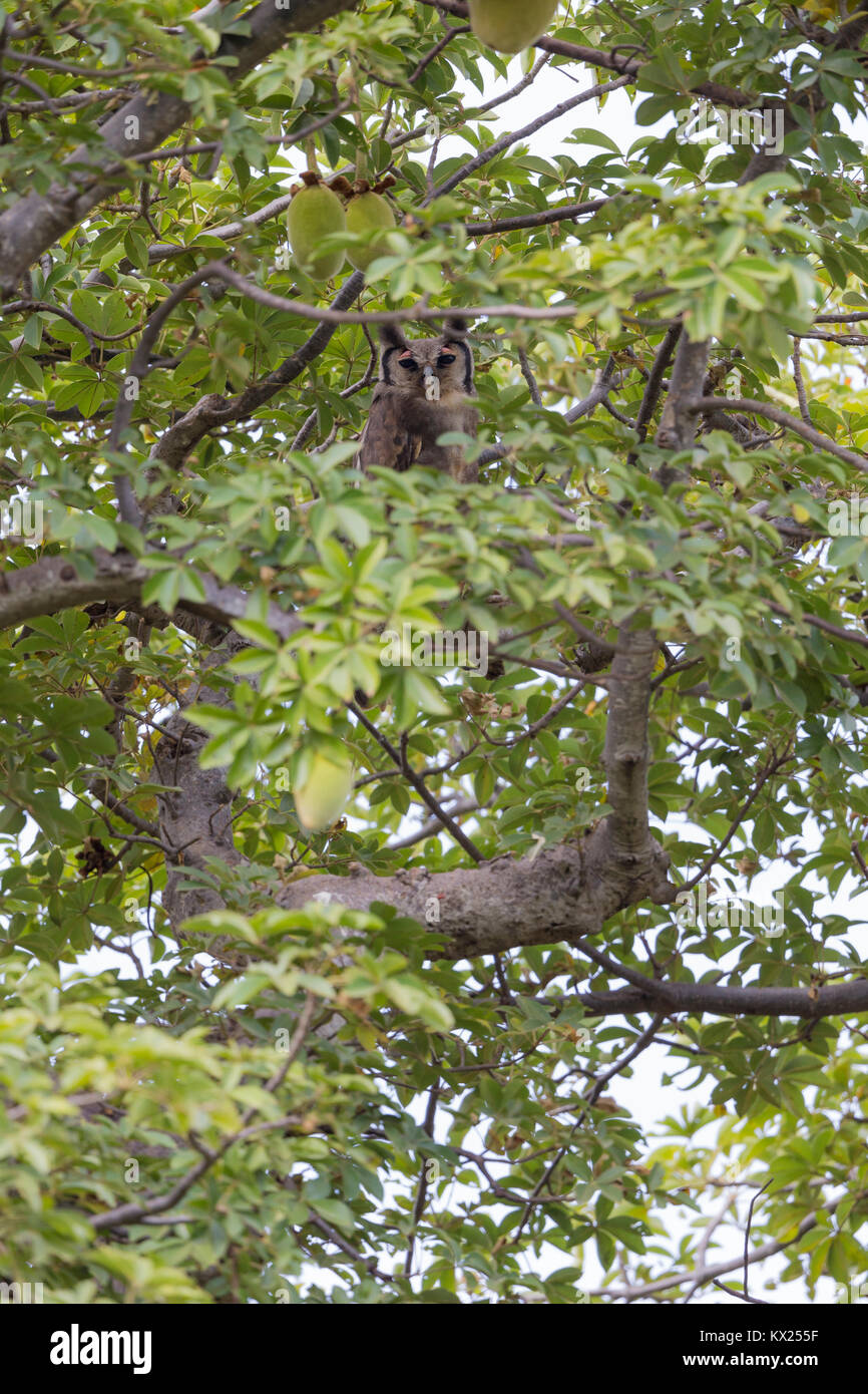 Grand-duc de verreaux Bubo lacteus, adulte, se percher dans l'arbre, à Brikama (Gambie) en novembre. Banque D'Images