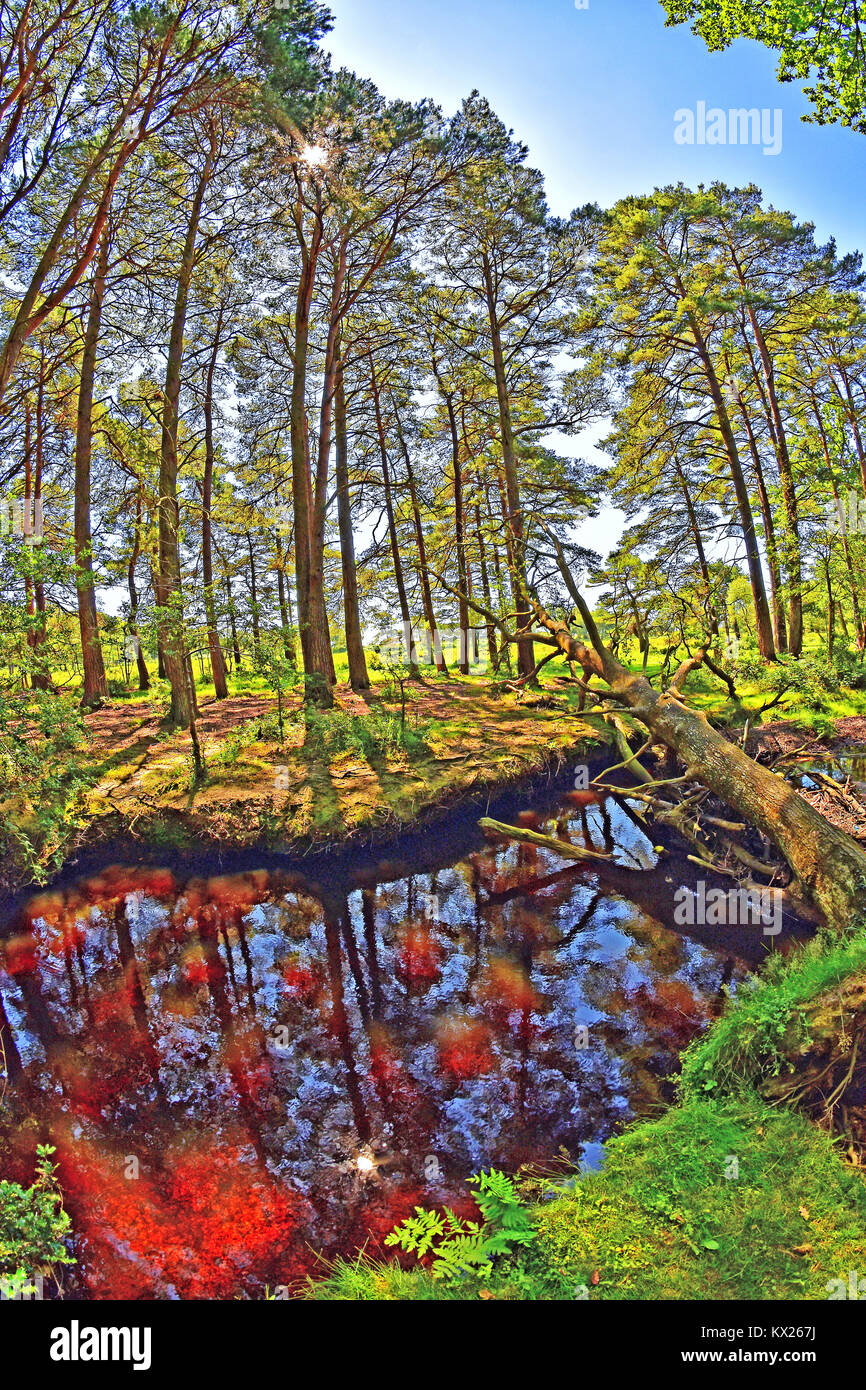 Pins bordant ruisseau dans le parc national New Forest, Brockenhurst, Hampshire, Angleterre. Banque D'Images