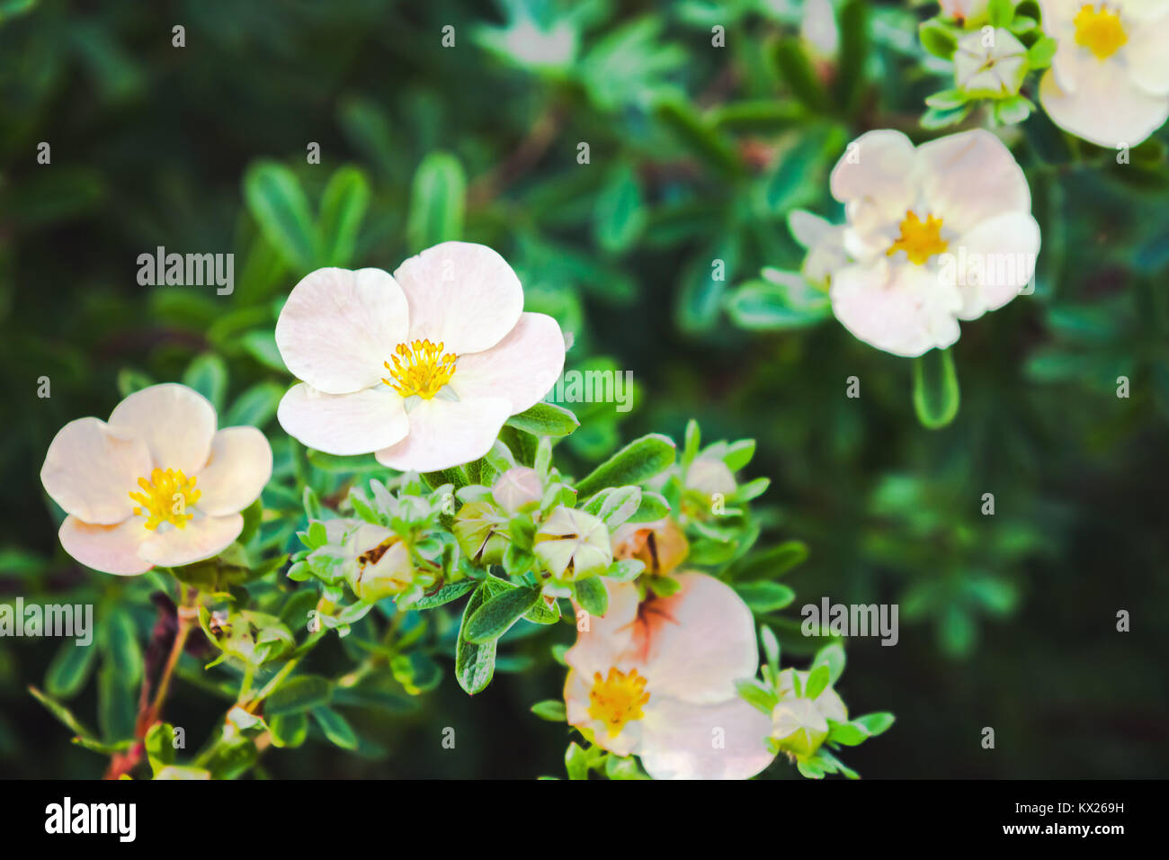 Dasiphora fruticosa fleurs dans un jardin d'été, photo gros plan avec selective focus Banque D'Images Dasiphora fruticosa fleurs dans un jardin d'été, photo gros plan avec selective focus Banque D'Images