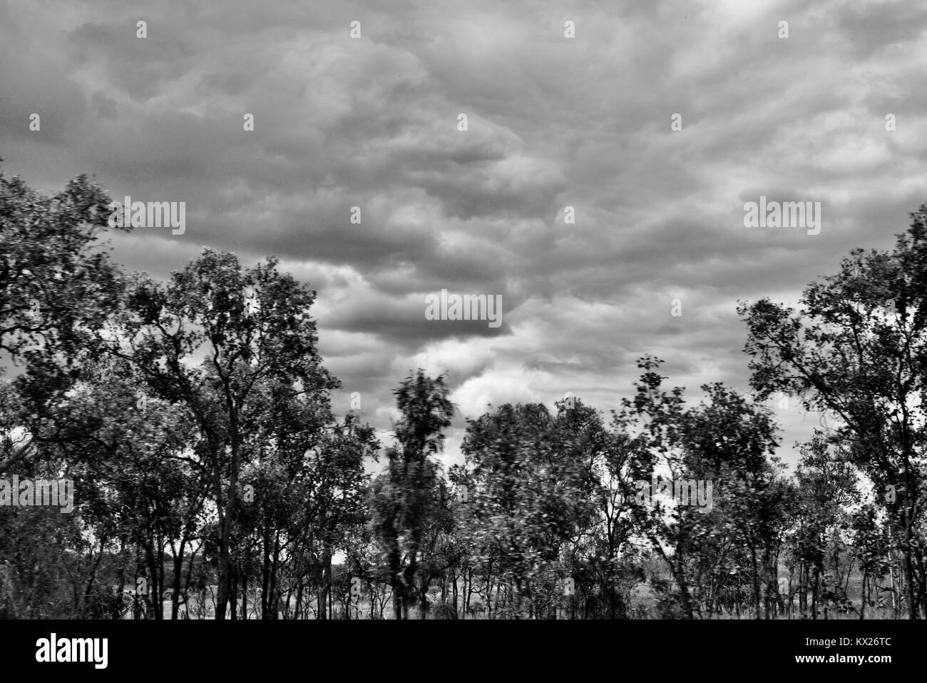 Des images en noir et blanc de l'Australie, décembre, Queensland, Australie Banque D'Images