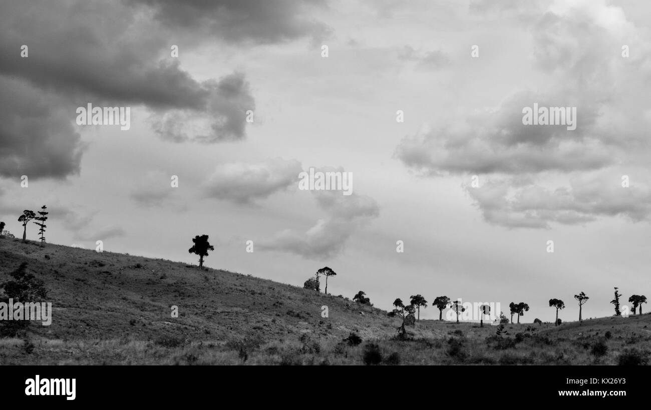 Des images en noir et blanc de l'Australie, décembre, Queensland, Australie Banque D'Images