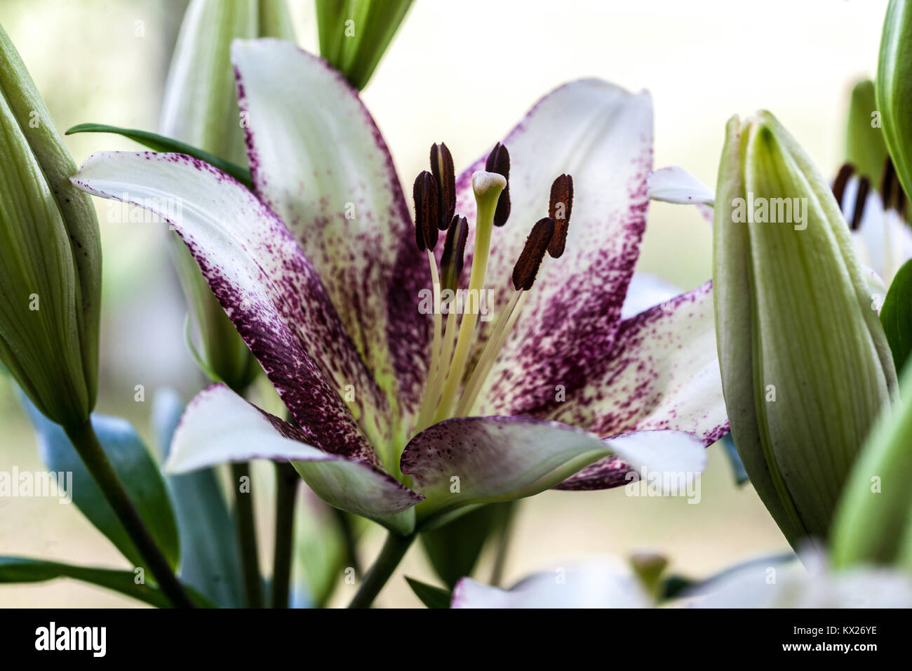 Lily Lilies Lilium 'Sweet Zanica' longiflorum fleur de lys asiatique Banque D'Images