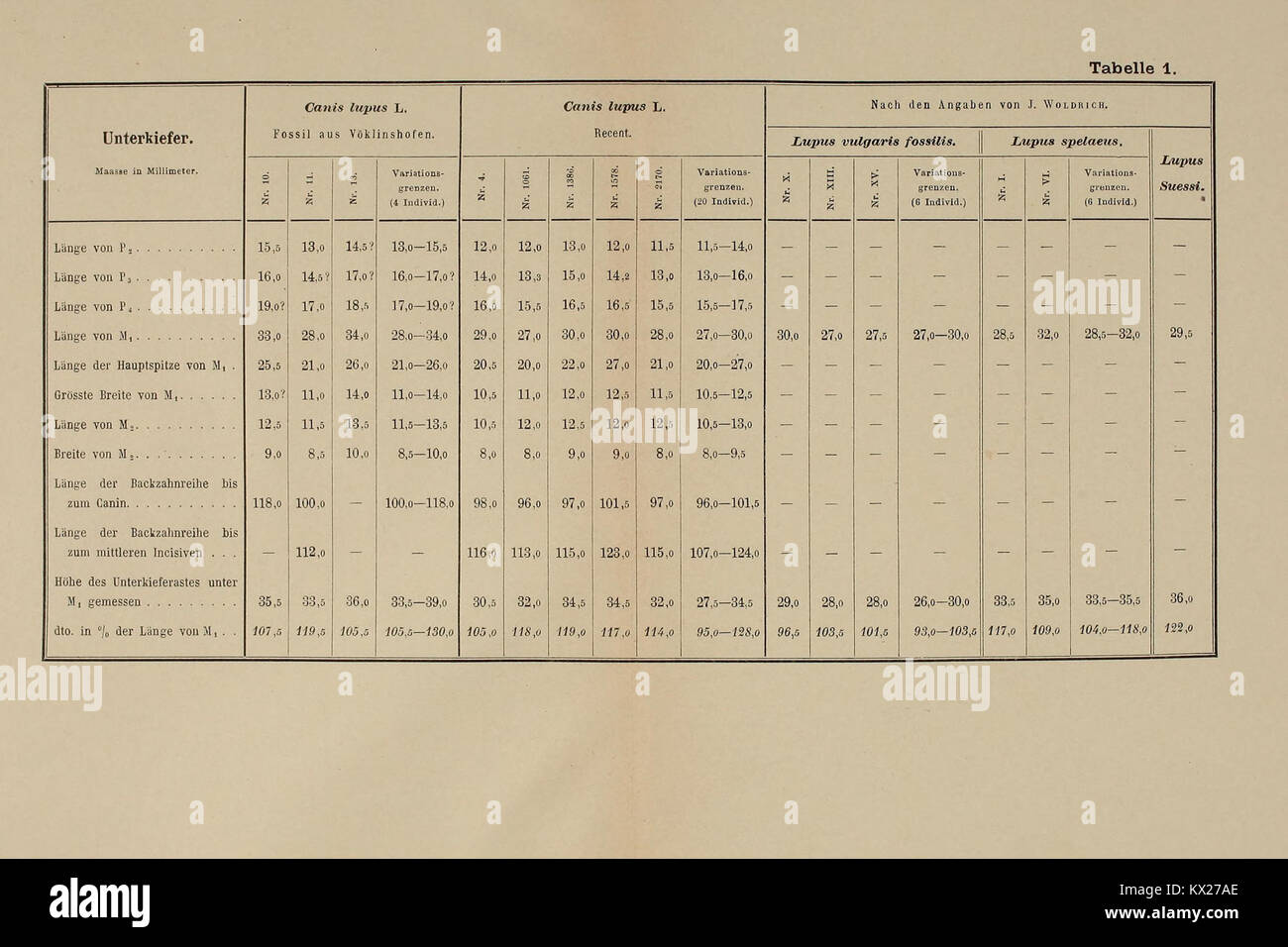 Cette publication documente la faune diluviale de vertébrés de Vöklinshofen en haute Alsace, France, fournissant des descriptions et classifications des espèces trouvées dans les dépôts du Pléistocène. Banque D'Images