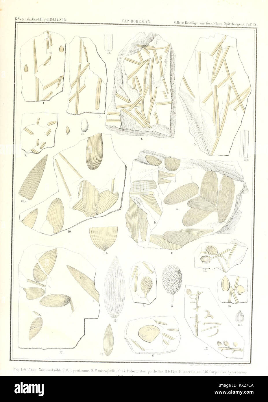Recherche sur la flore fossile du Spitzberg, Norvège, fournissant un aperçu de la vie végétale préhistorique et des conditions paléoenvironnementales. Banque D'Images