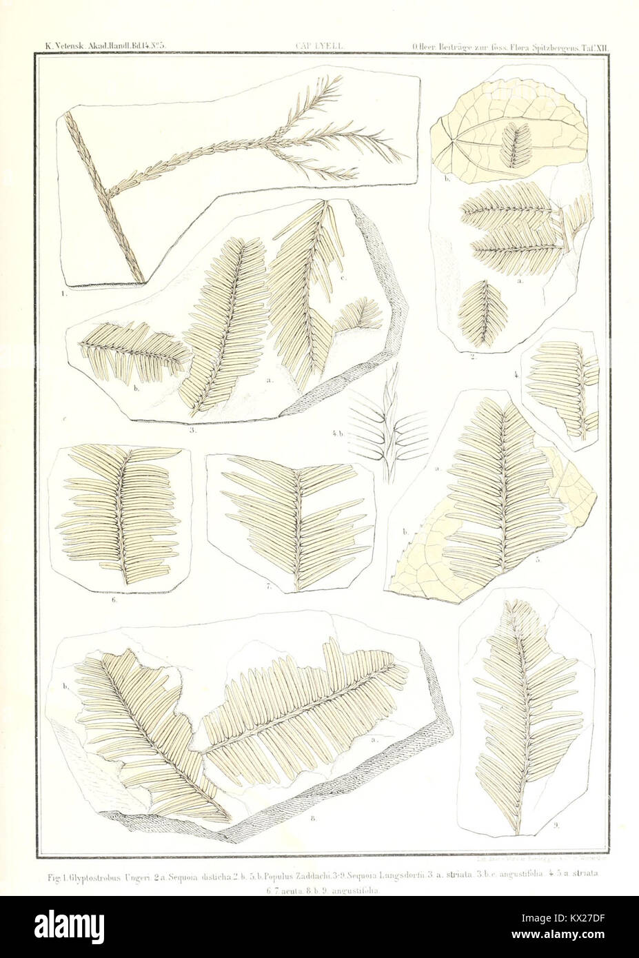 Cette étude examine la flore fossile du Spitzberg, documentant les espèces végétales préhistoriques et leur signification paléobotanique. Banque D'Images