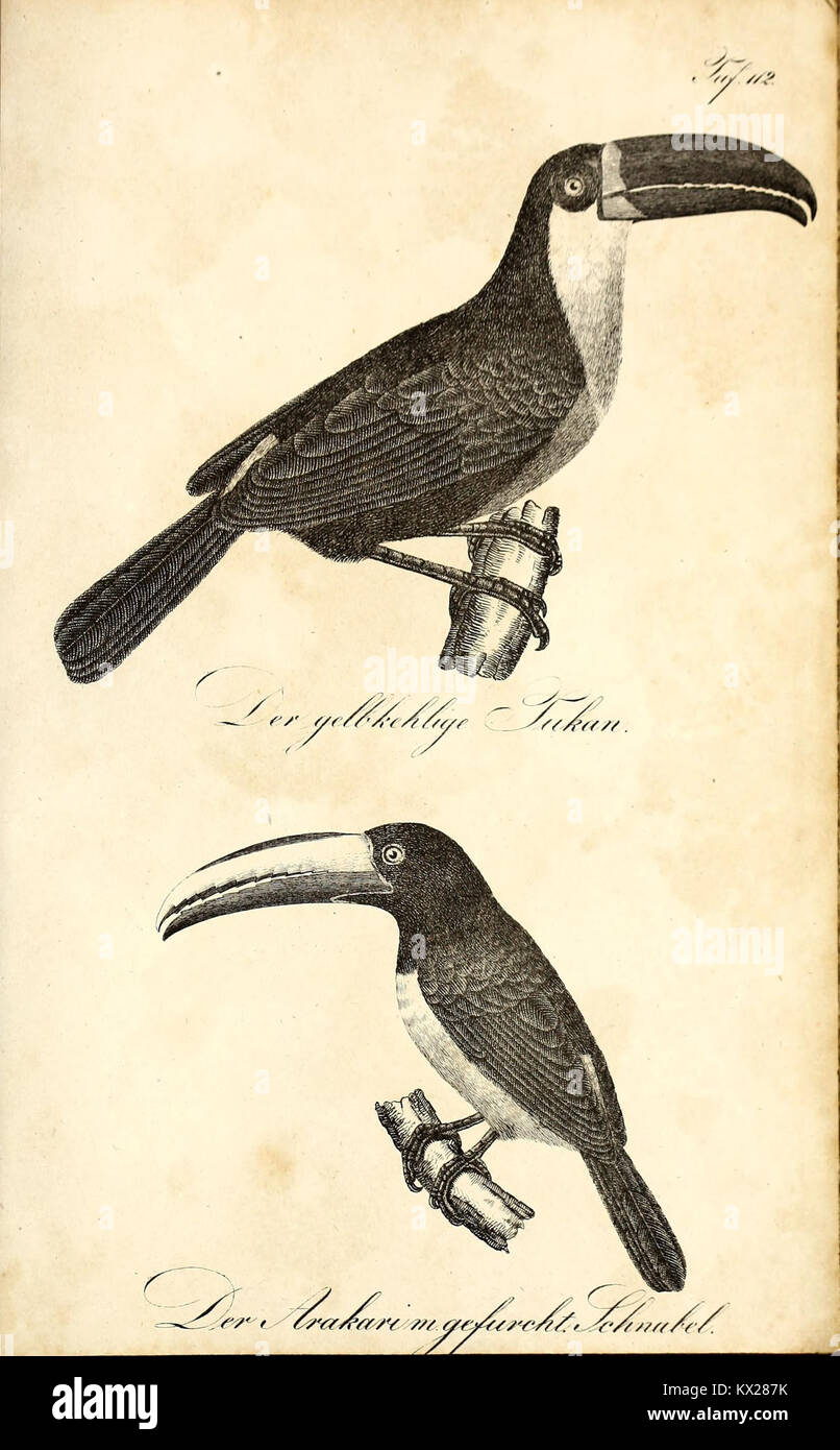 Cette illustration de 'Die Naturgeschichte' représente des espèces avec des descriptions détaillées, contribuant à l'étude de l'histoire naturelle et fournissant un aperçu éducatif de la flore et de la faune. Banque D'Images