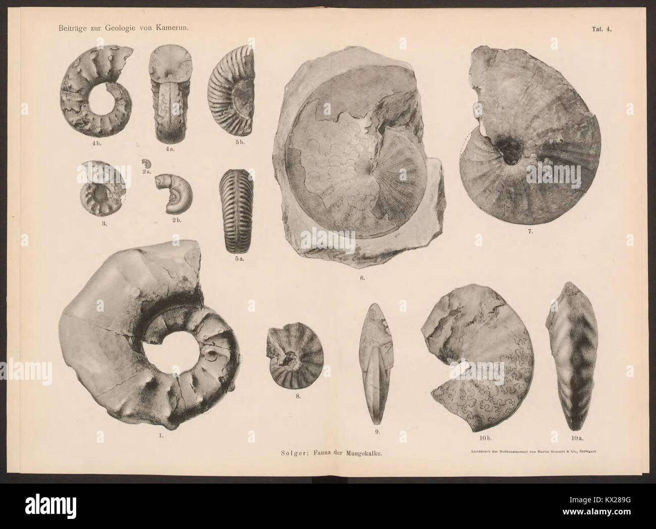 Une plaque géologique (Tableau 4) de Beiträge zur Geologie von Kamerun, illustrant les formations rocheuses et la stratigraphie de la région du Cameroun, produite dans le cadre de la recherche géologique du début du XXe siècle. Banque D'Images
