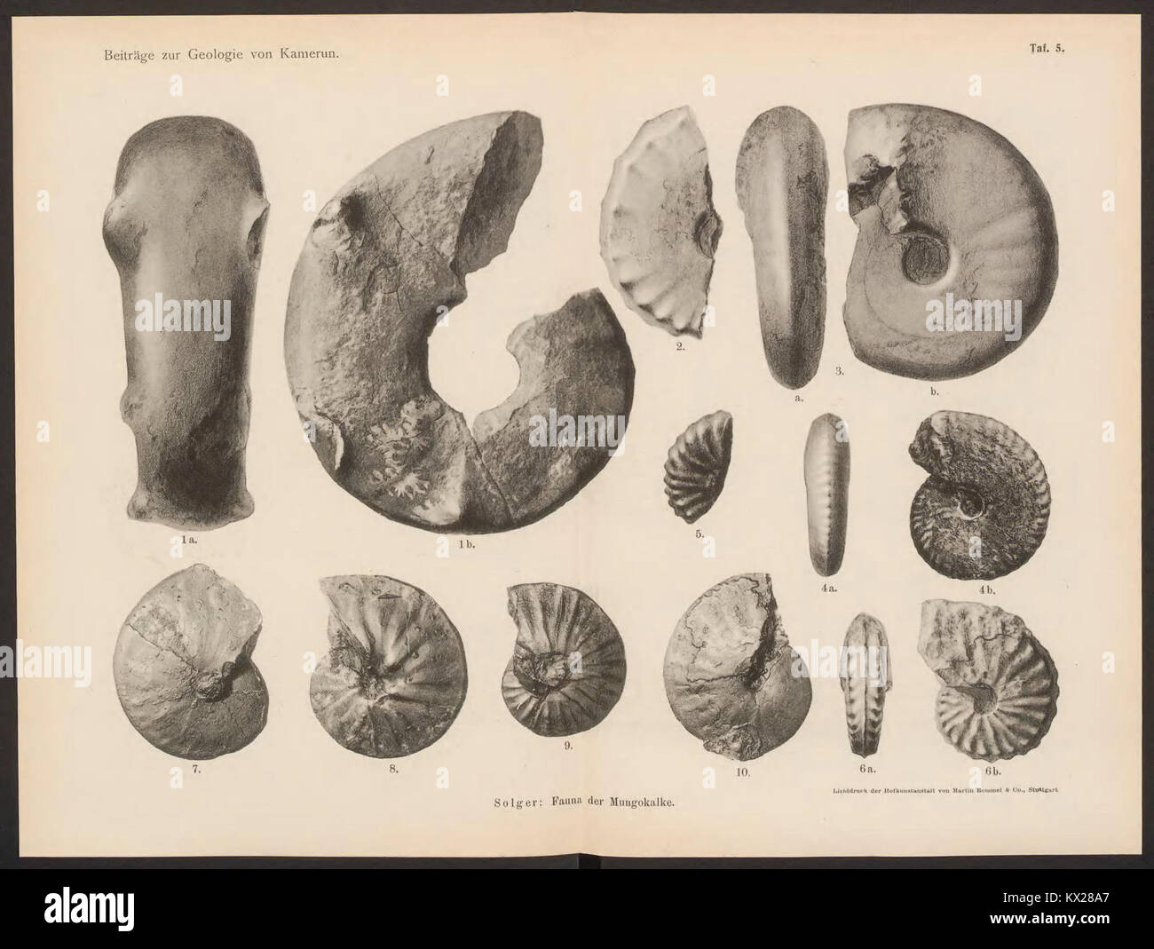 Ce travail documente la géologie du Cameroun, présentant les principales formations géologiques, la composition minérale, la stratigraphie et les processus tectoniques observés dans la région. Banque D'Images