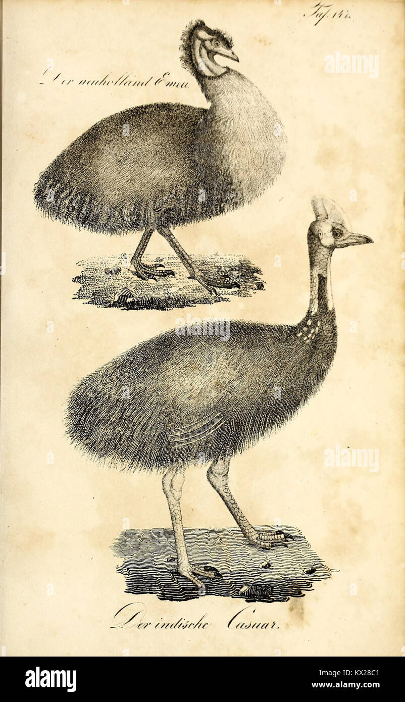 Illustration tirée de 'Die Naturgeschichte in getreuen Abbildungen' représentant des espèces avec des caractéristiques morphologiques détaillées. La plaque contribue aux études d'histoire naturelle grâce à une représentation et une description précises des animaux et des plantes. Banque D'Images