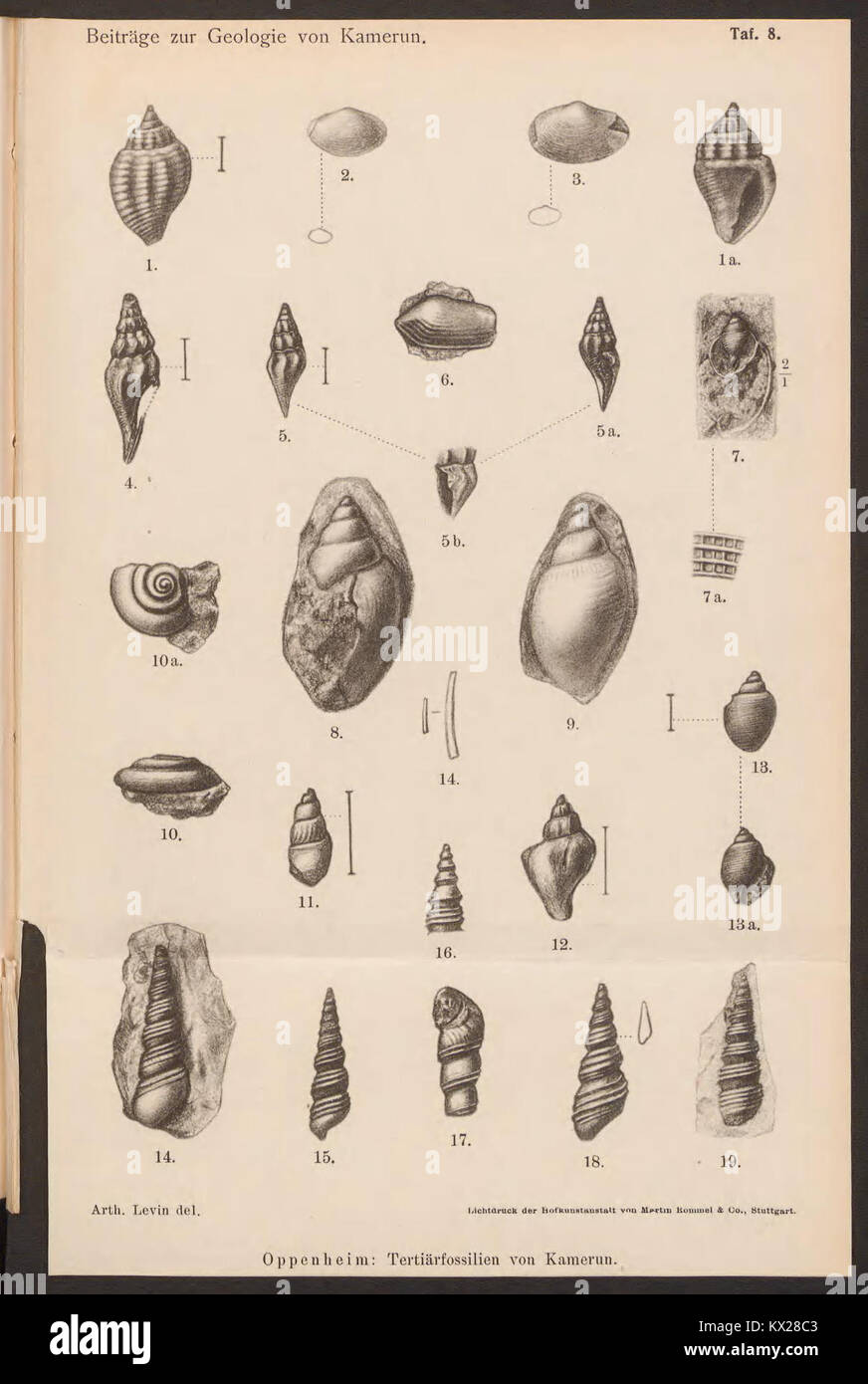 Carte géologique de 'Beiträge zur Geologie von Kamerun' montrant les formations rocheuses, les types de sol, les élévations et d'autres caractéristiques géologiques au Cameroun, à des fins de recherche et d'étude. Banque D'Images