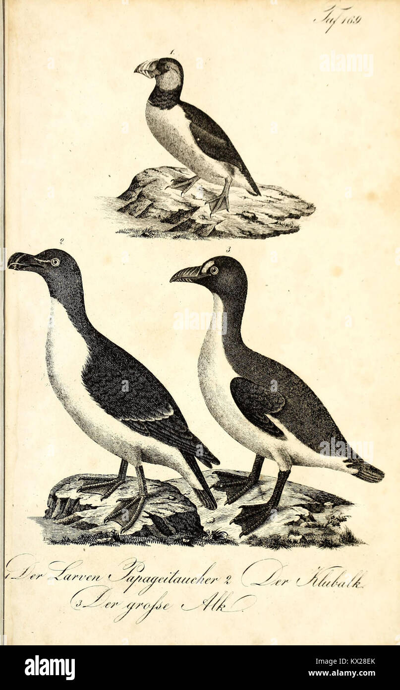 Cette illustration de 'Die Naturgeschichte' représente avec précision un spécimen naturel avec des descriptions détaillées, soutenant la compréhension scientifique de l'organisme et de ses caractéristiques. Banque D'Images