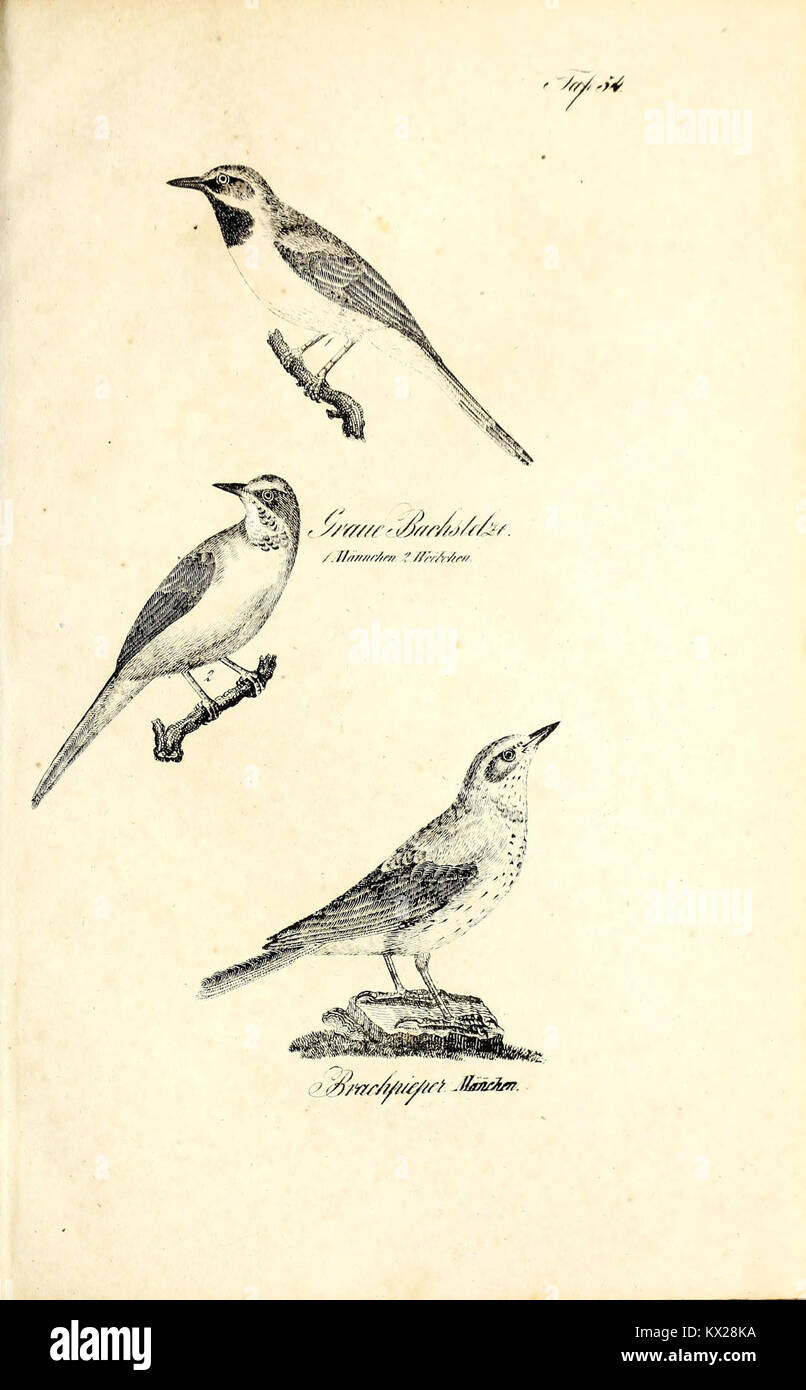 Cette illustration tirée de 'Die Naturgeschichte in getreuen Abbildungen' présente une espèce naturelle, fournissant une représentation visuelle détaillée et une description de ses caractéristiques écologiques et biologiques. Banque D'Images