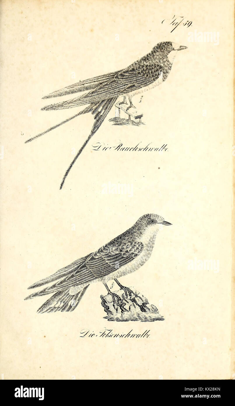 Cette illustration détaillée de 'Die Naturgeschichte' montre des représentations précises de plantes et d'animaux avec des descriptions qui les accompagnent, reflétant les pratiques documentaires de l'histoire naturelle du XIXe siècle. Banque D'Images