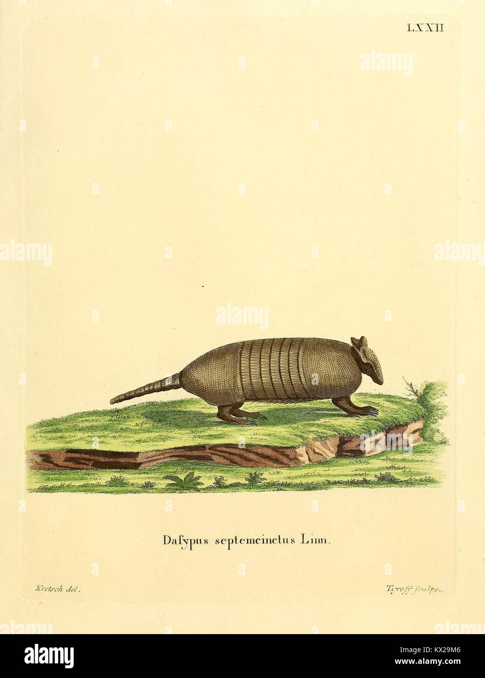 Cette illustration de *Die Säugthiere in Abbildungen nach der Natur* montre une représentation détaillée des mammifères, mettant l'accent sur la précision de la représentation anatomique et des caractéristiques naturelles pour l'éducation zoologique. Banque D'Images