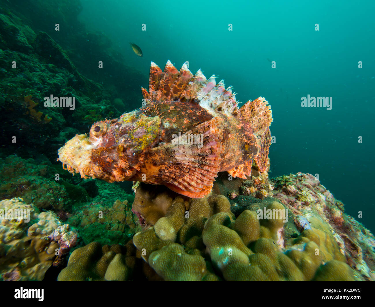 Scorpionfish flariring sur sa nageoire pectorale Banque D'Images