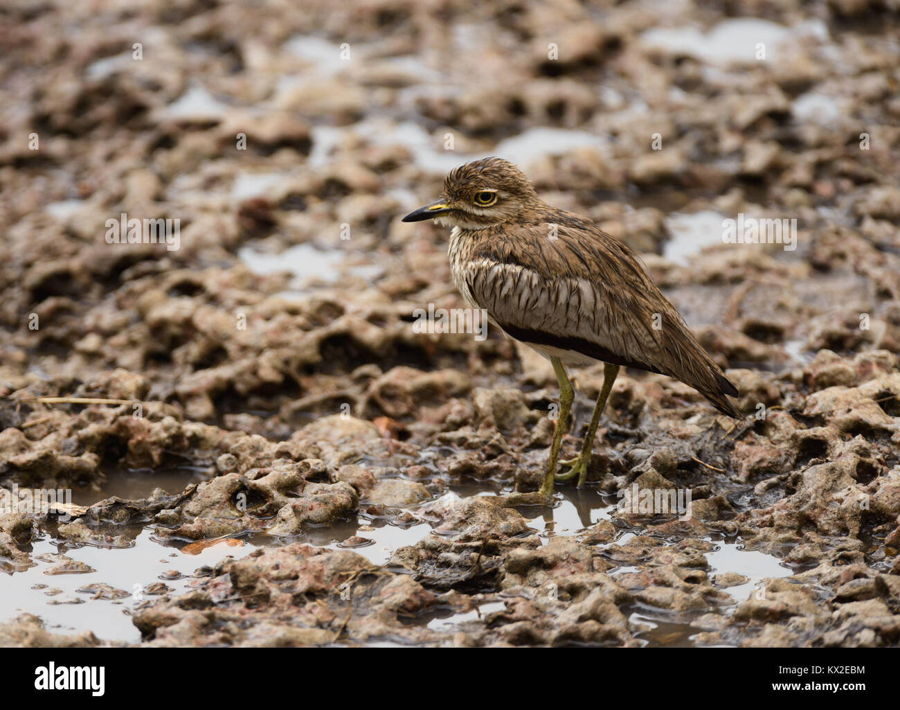 Oedicnème vermiculé ou eau dikkop (Burhinus vermiculatus) iduring la pluie dans le Serengeti Banque D'Images