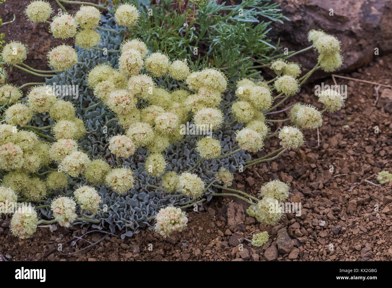 Feuilles ovales, le sarrasin, l'Eriogonum ovalifolium, aka, sarrasin coussin sur le mont Townsend dans le désert, Buckhorn Olympic National Forest, Washington S Banque D'Images