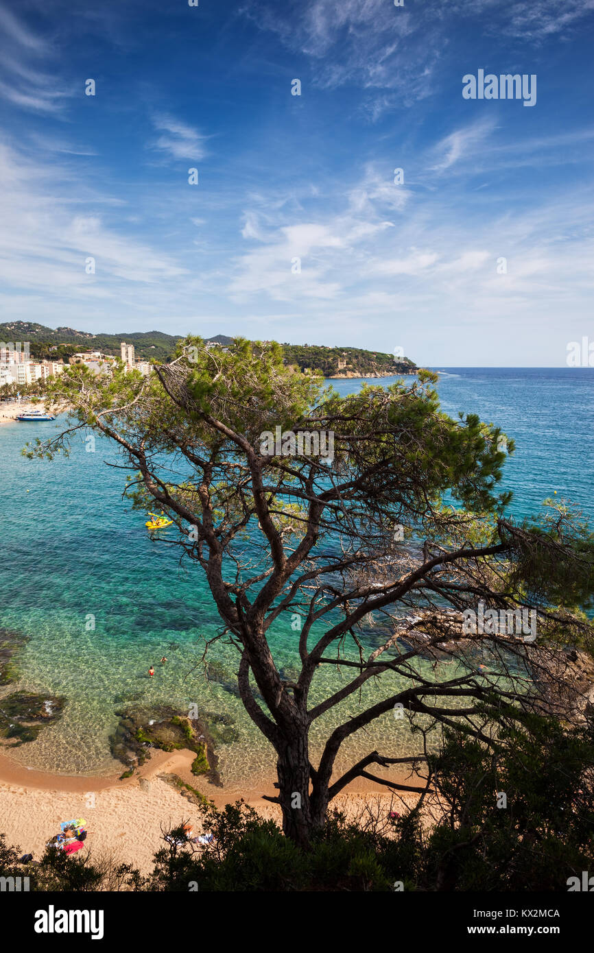 Pin unique contre l'eau turquoise de la mer Méditerranée, côte pittoresque de Costa Brava à Lloret de Mar, Catalogne, Espagne Banque D'Images