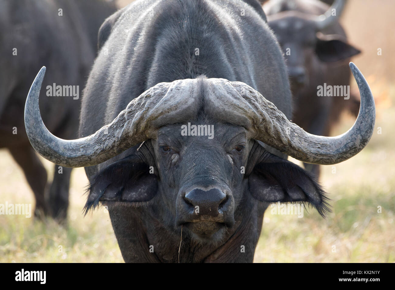 Scalp et cornes de buffle main image 1