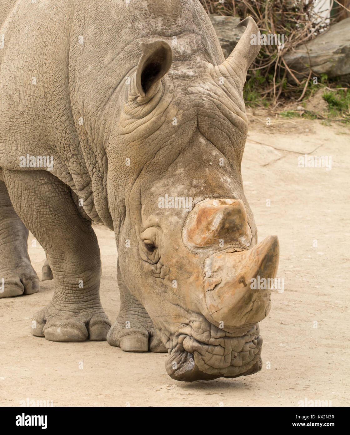 Rhinocero gros plan de la tête Banque D'Images