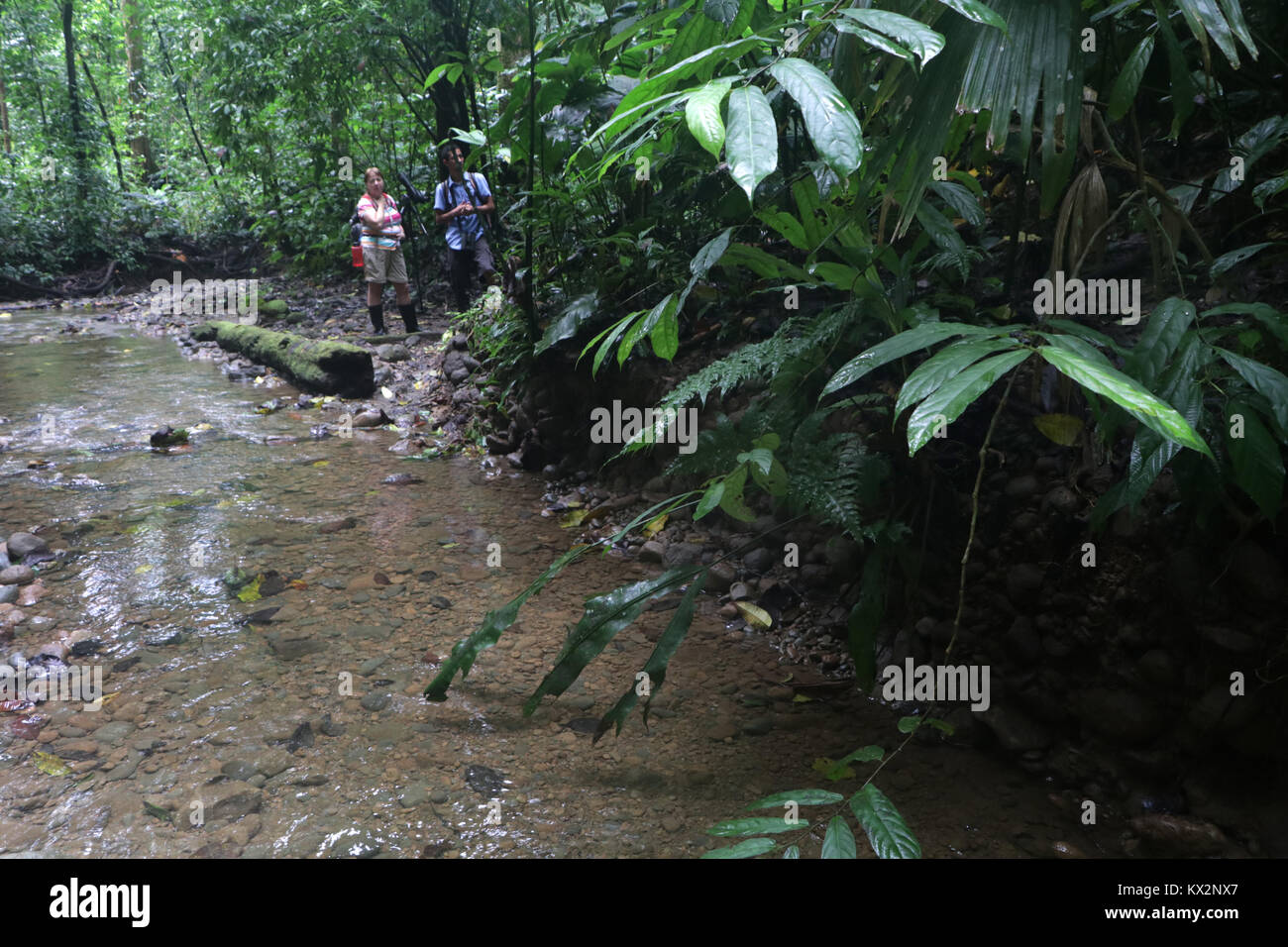 Randonneur sur le sentier Péninsule d'Osa Costa Rica acajou dans la forêt primaire. Arbre généalogique jungle tropicale Banque D'Images