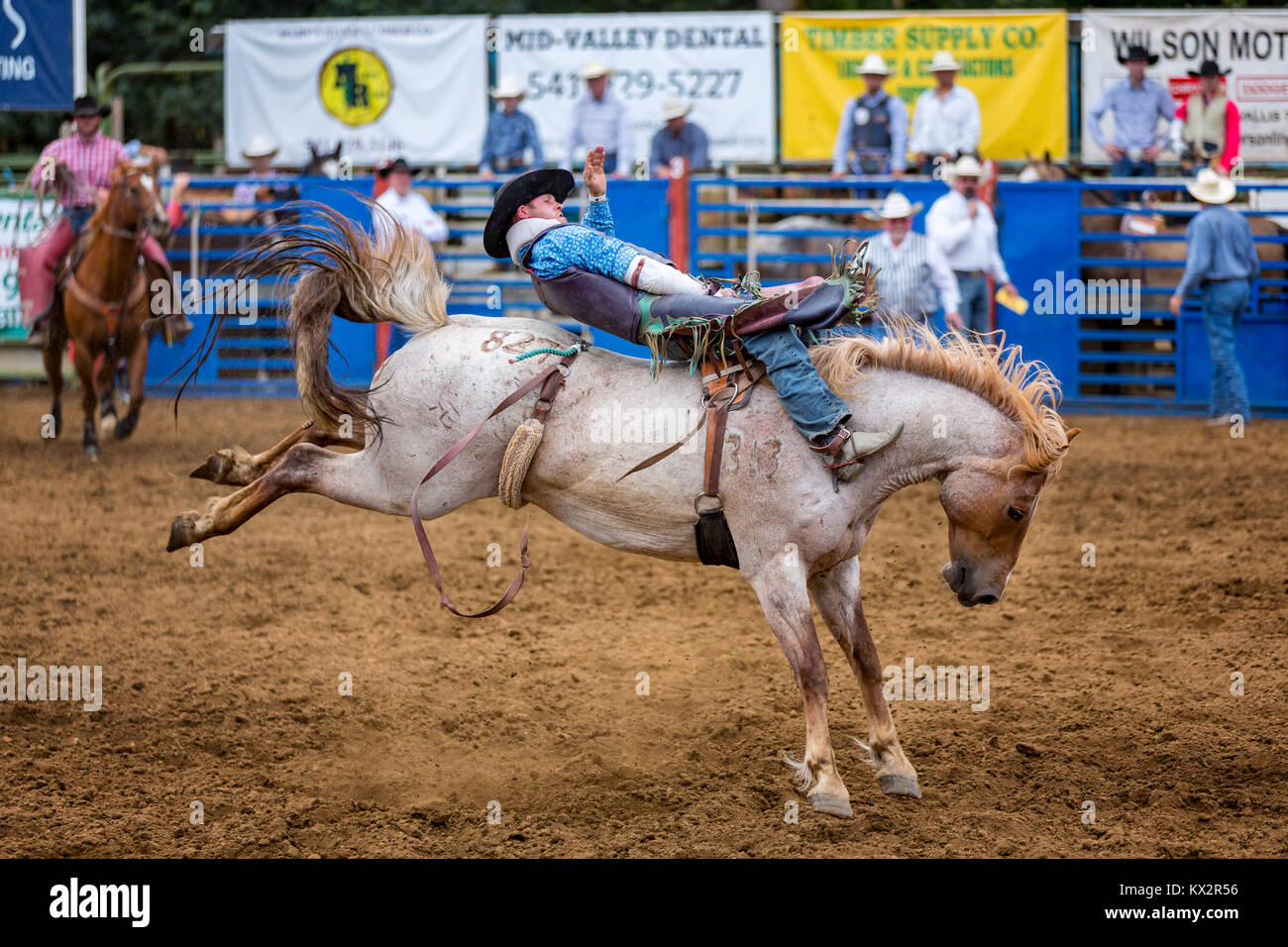 Bareback bronc concurrence, rodéo Philomath, Oregon, USA Banque D'Images