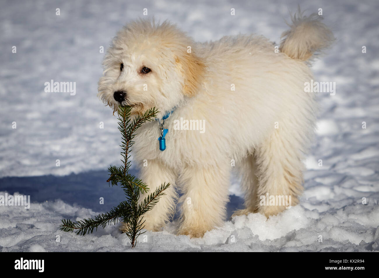 Un très joli chiot Golden doodle jouant avec une branche de sapin dans la neige. Le pont Golden Ears et les pattes sont vraiment en contraste avec la neige blanche. L Banque D'Images