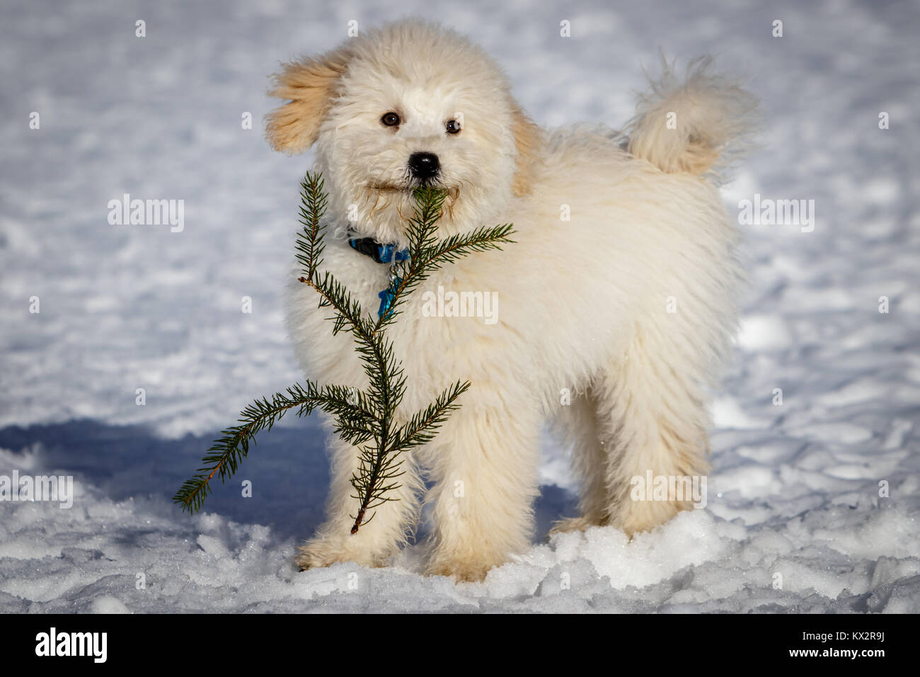 Un très joli chiot Golden doodle jouant avec une branche de sapin dans la neige. Le pont Golden Ears et les pattes sont vraiment en contraste avec la neige blanche. L Banque D'Images