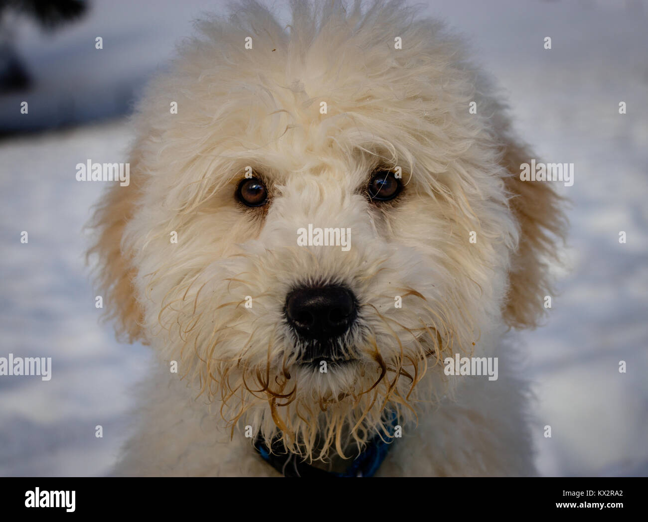 Un très mignon bébé golden doodle à curieux dans l'appareil photo sur une journée ensoleillée. Le pont Golden Ears sont vraiment en contraste avec la neige blanche. Le p Banque D'Images