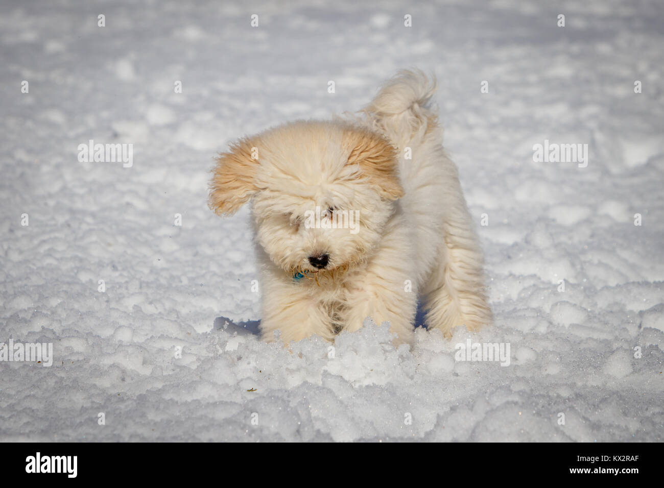 Un très joli chiot Golden doodle jouer avec boules de neige. Le pont Golden Ears et les pattes sont vraiment en contraste avec la neige blanche. Le petit chien est g Banque D'Images