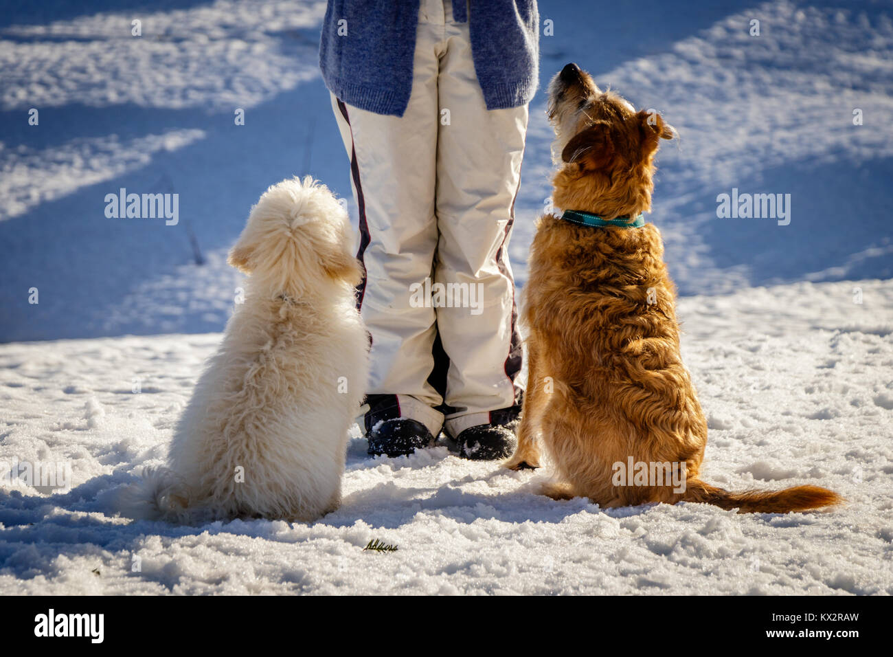 Un très joli chiot Golden doodle assis dans la neige sur une journée ensoleillée. Le pont Golden Ears sont vraiment en contraste avec la neige blanche. Le petit chien est Banque D'Images